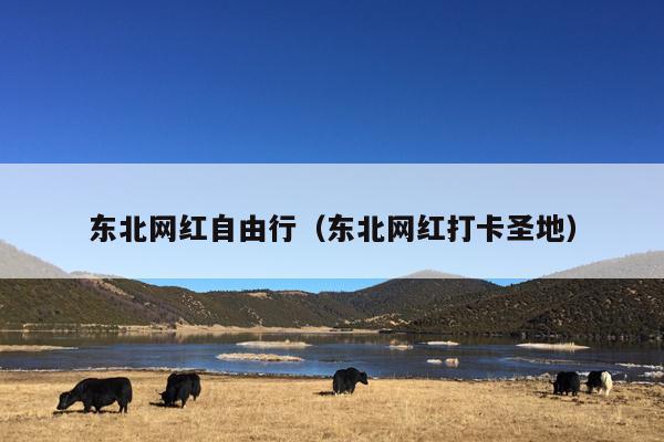 东北网红自由行（东北网红打卡圣地）